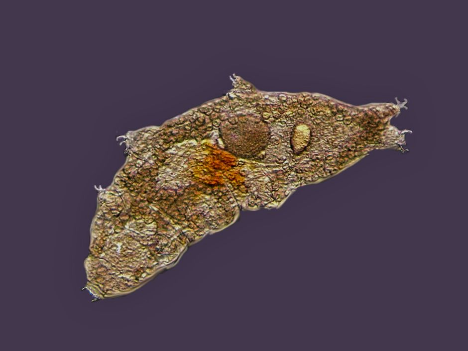 Ukendt tardigrad fundet i mos på Azorerne
